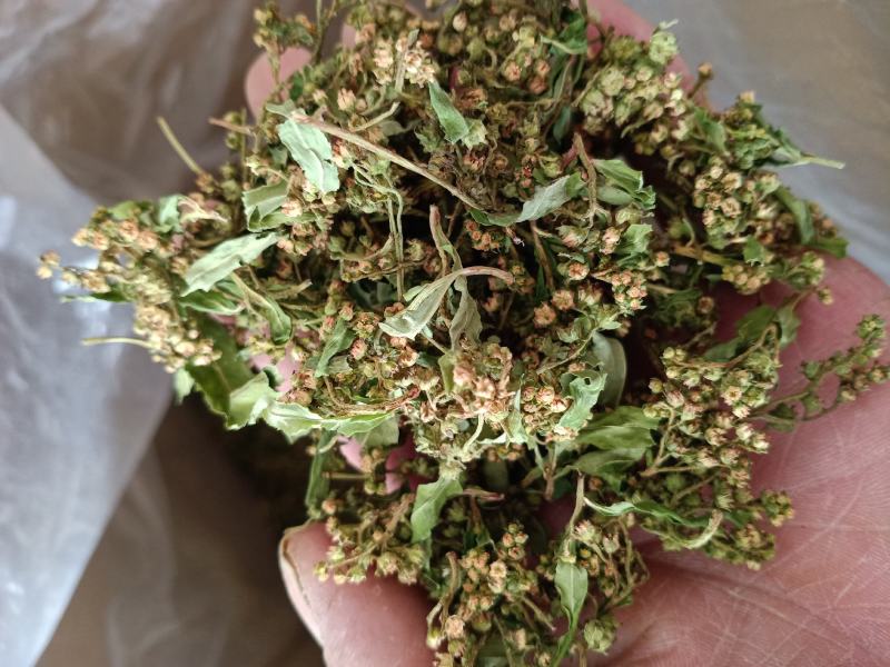 水泽兰花，水泽兰赶黄草颜色好，质量优，量大从优！