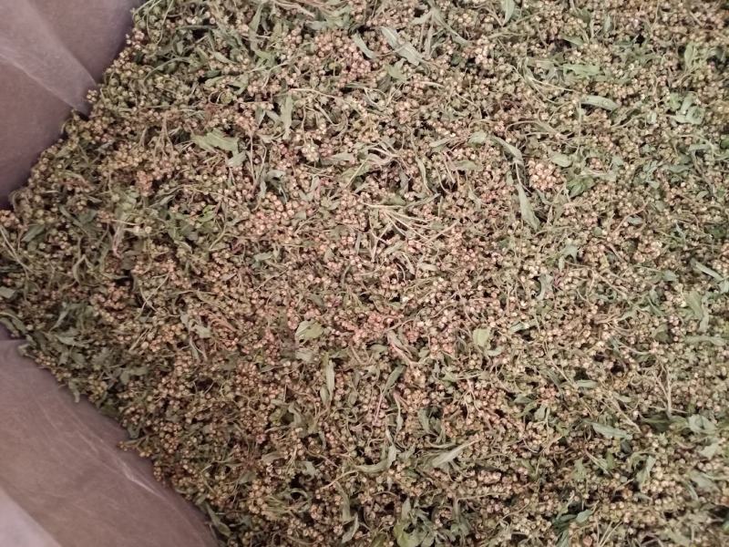 水泽兰花，水泽兰赶黄草颜色好，质量优，量大从优！