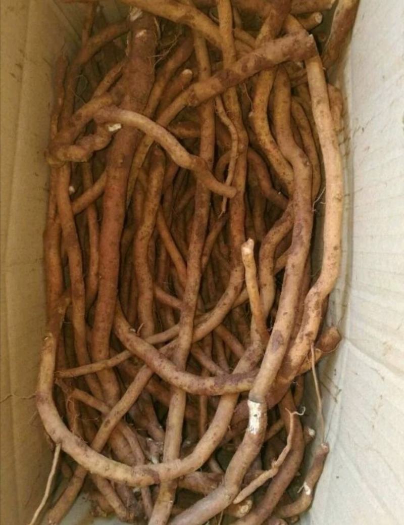 红花丹，质优价实，品质保证，药典标准，地道良药，产地直供