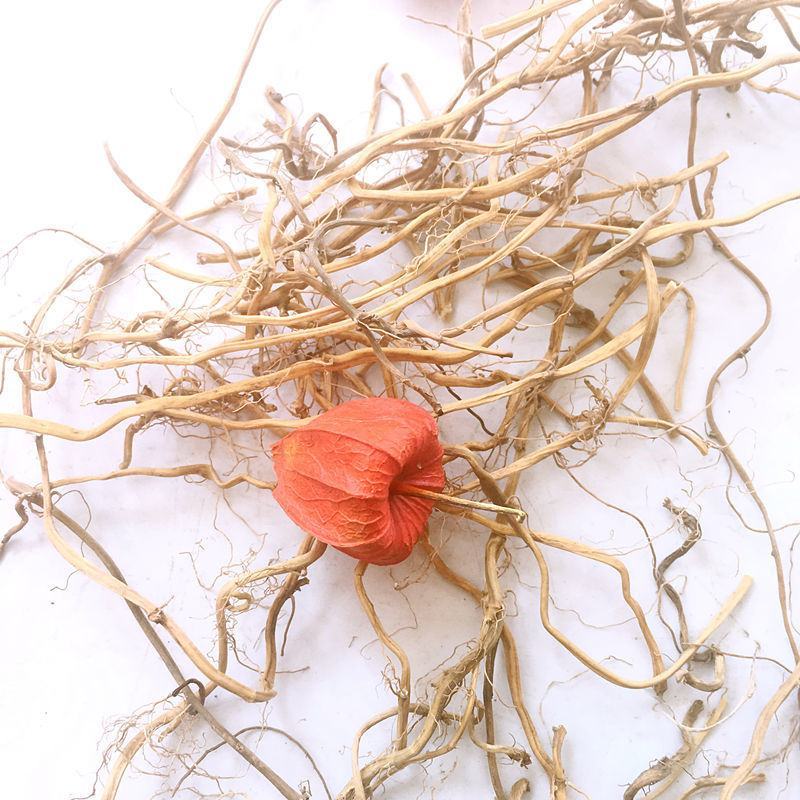 红菇娘种根，质优价实，品质保证，药典标准，地道良药，产地