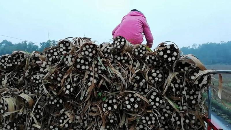 木格白玉甘蔗玻璃脆甘蔗广西直供团购电商超市微商一件代发