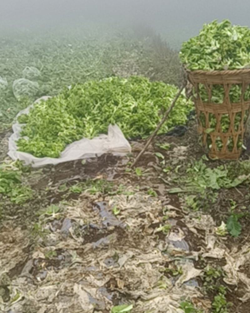 【精品推荐】四川特早熟精品儿菜好货大量上市欢迎联系