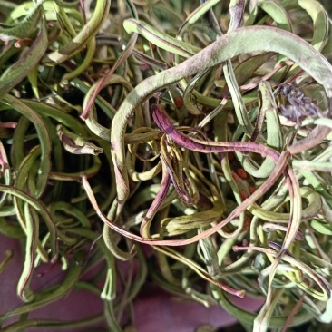 化石草，小中大叶化石草正品新货，颜色好无硫质量保证