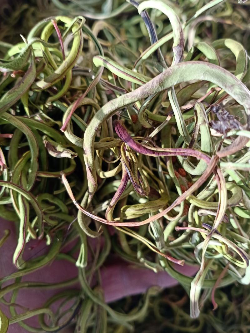化石草，小中大叶化石草正品新货，颜色好无硫质量保证
