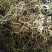化石草，小中大叶化石草正品新货，颜色好无硫质量保证