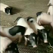 巴马香猪养殖场，一对香猪起发，全国发货