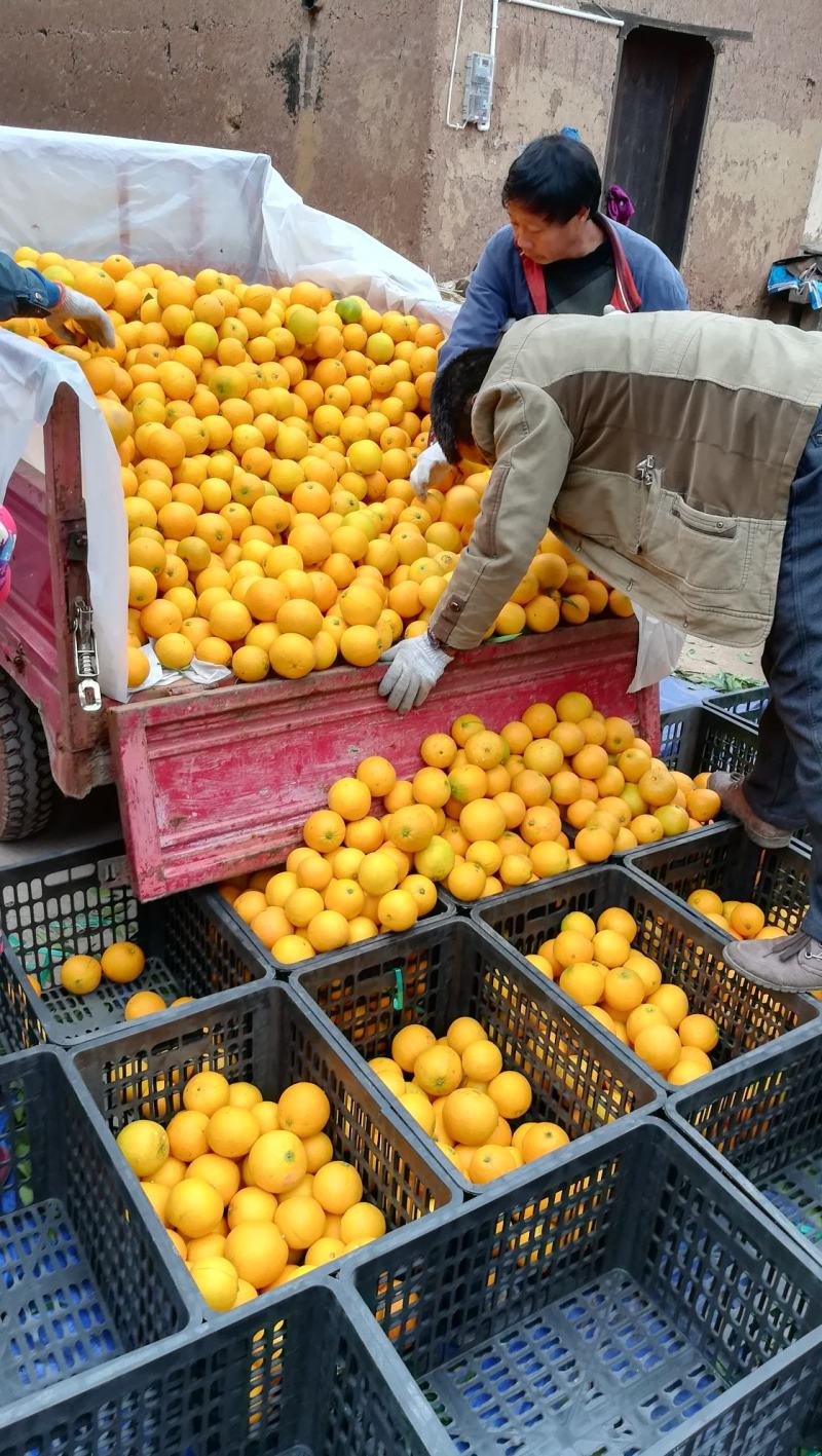 圆红脐橙70~75mm口感甜，地头装车。