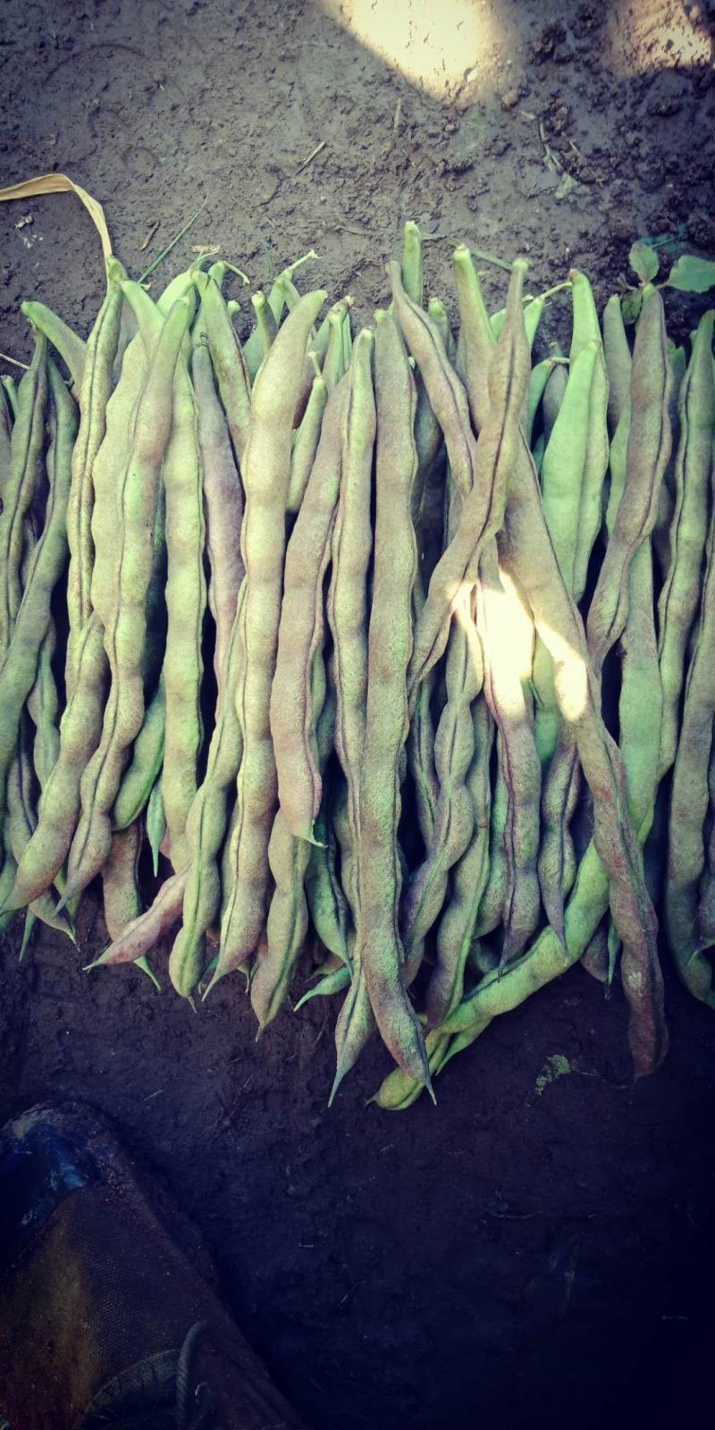 紫豆九粒红四季豆小金豆无筋豆扁豆