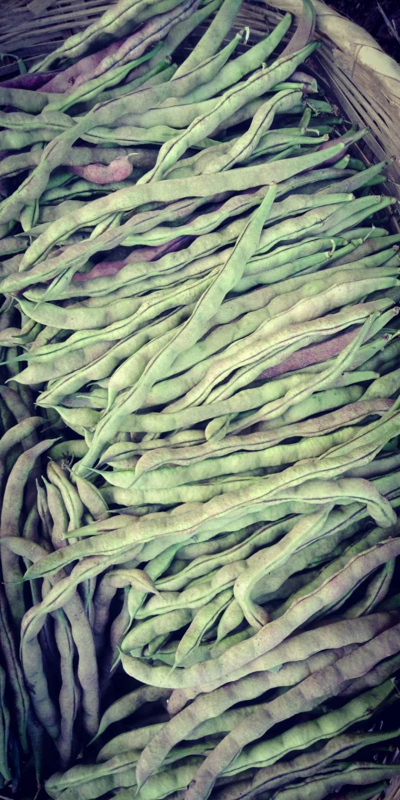 紫豆九粒红四季豆小金豆无筋豆扁豆