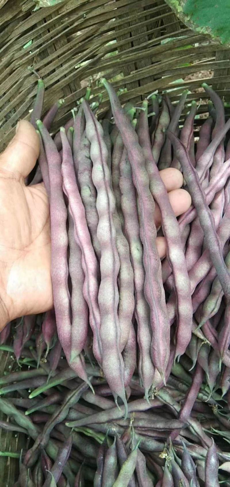 紫豆九粒红四季豆小金豆无筋豆扁豆