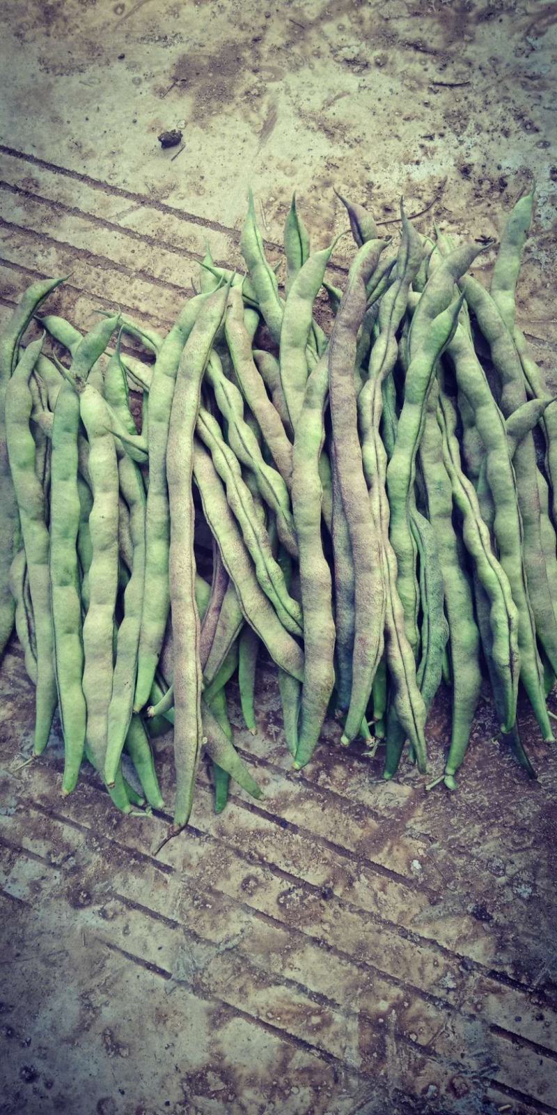 紫豆九粒红四季豆小金豆无筋豆扁豆