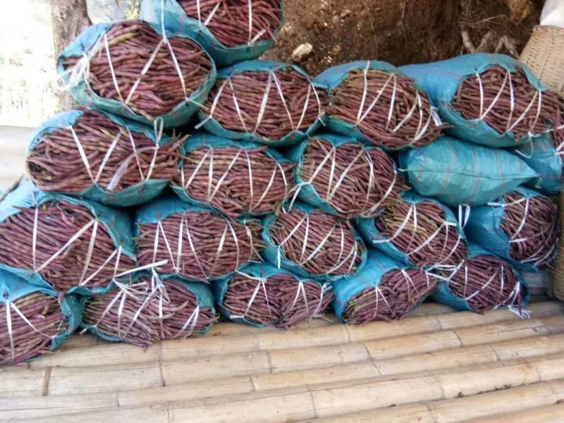 紫豆九粒红四季豆小金豆无筋豆扁豆