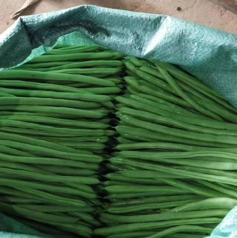 紫豆九粒红四季豆小金豆无筋豆扁豆