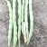 紫豆九粒红四季豆小金豆无筋豆扁豆
