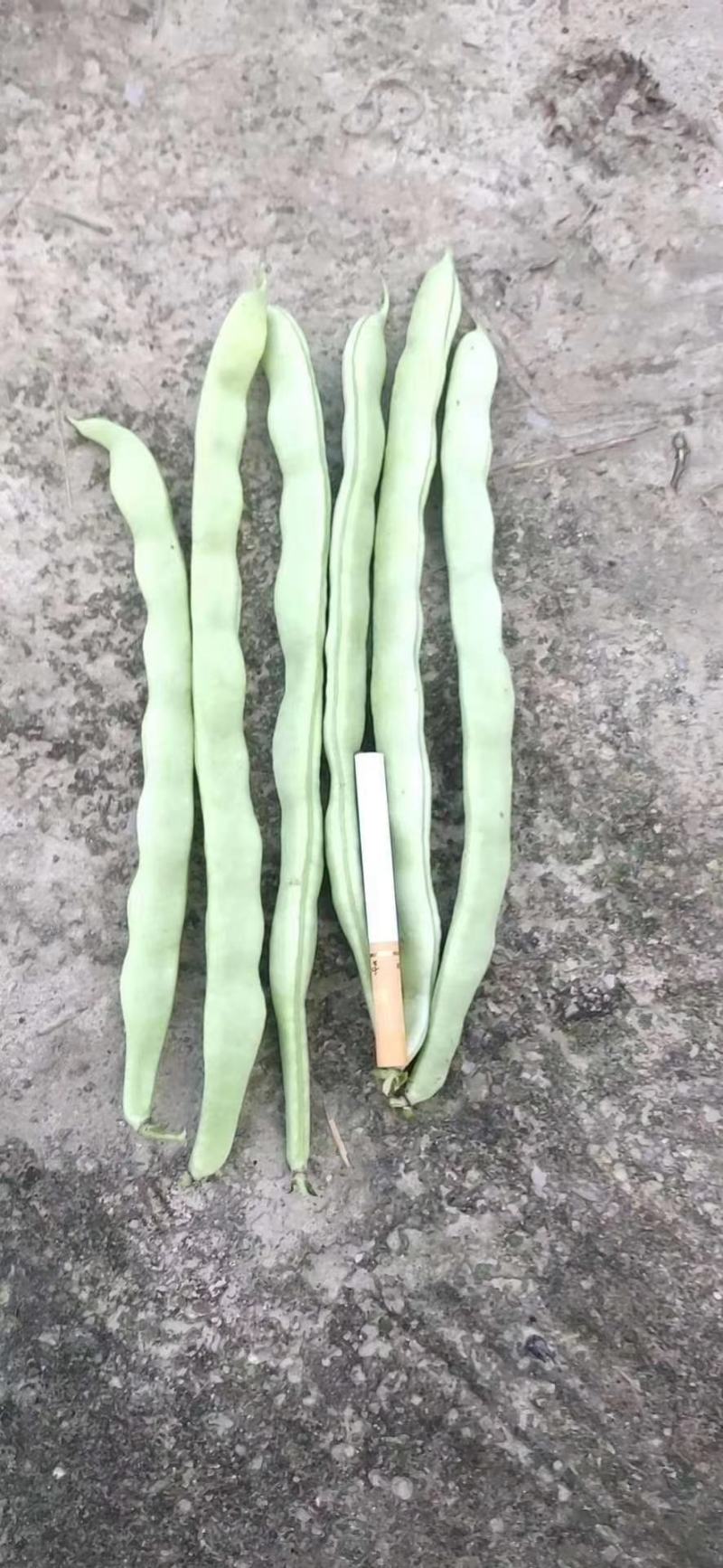 紫豆九粒红四季豆小金豆无筋豆扁豆