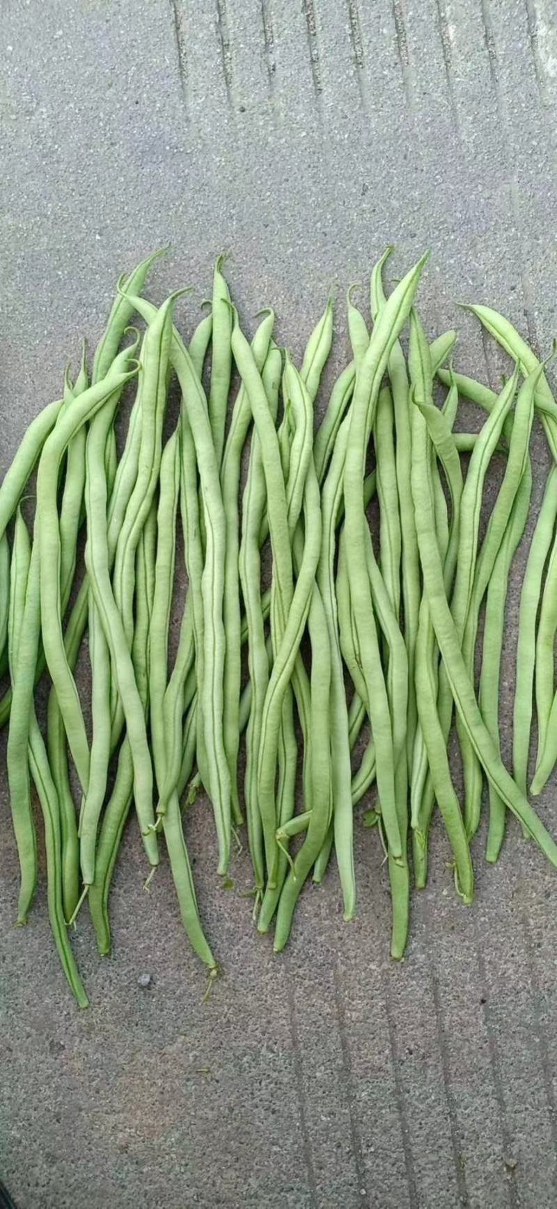 紫豆九粒红四季豆小金豆无筋豆扁豆