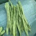 紫豆九粒红四季豆小金豆无筋豆扁豆
