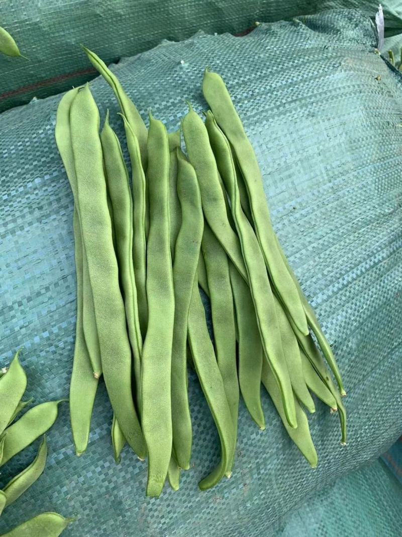紫豆九粒红四季豆小金豆无筋豆扁豆