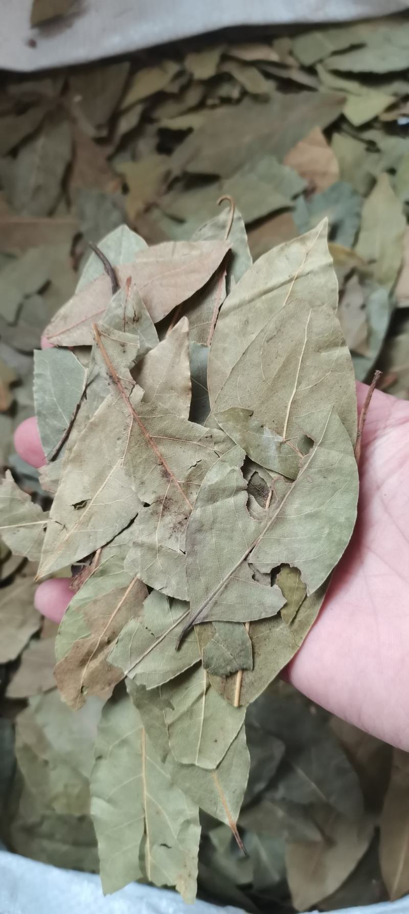 香叶调料大全药食两用无硫散装香料