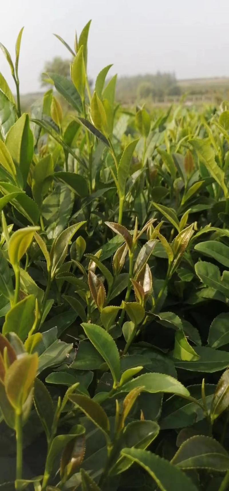 2020年青岛特产黄岛海青绿茶赛崂山清香型口粮茶500克