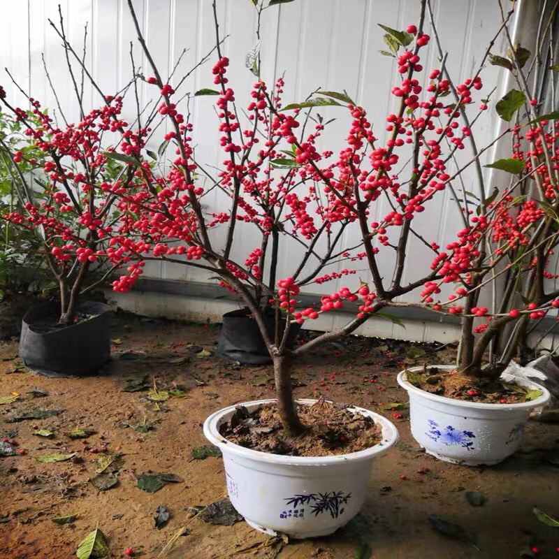 北美冬青绿植物盆栽室内盆景红果花灌木花卉客厅