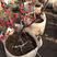 北美冬青绿植物盆栽室内盆景红果花灌木花卉客厅