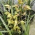 兰花惠兰春兰观赏植物家庭盆景花卉每盆至少15苗