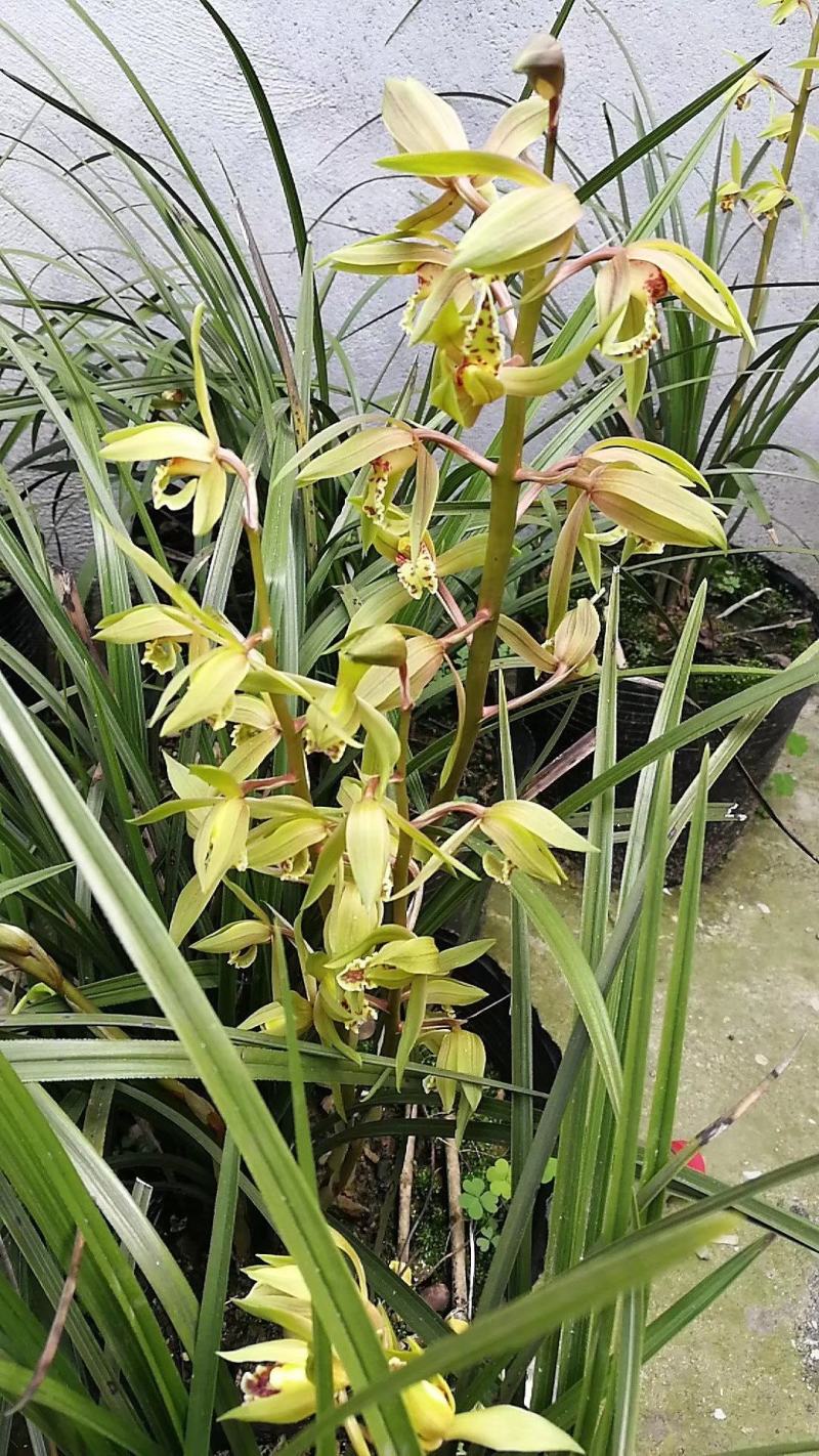 兰花惠兰春兰观赏植物家庭盆景花卉每盆至少15苗