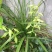 兰花惠兰春兰观赏植物家庭盆景花卉每盆至少15苗