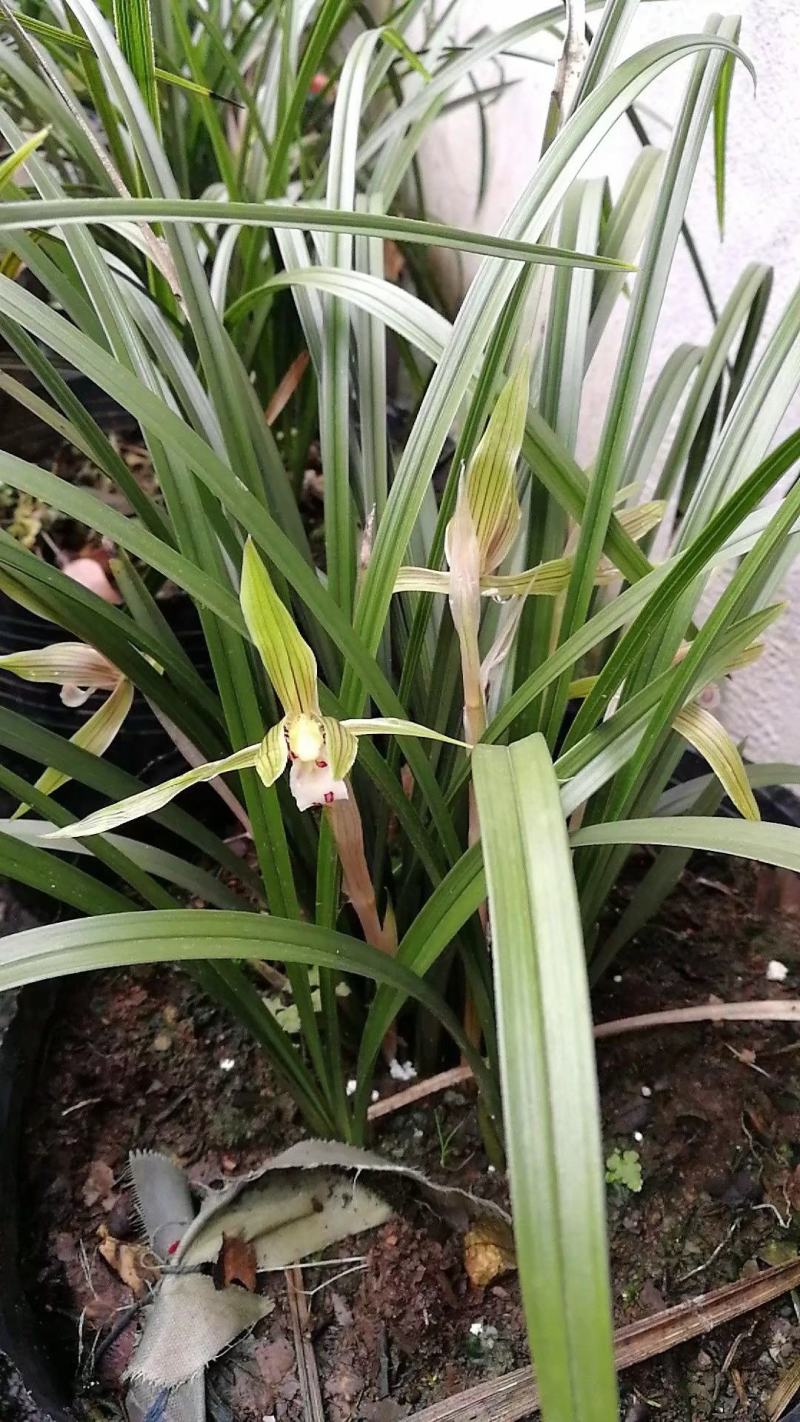 兰花惠兰春兰观赏植物家庭盆景花卉每盆至少15苗