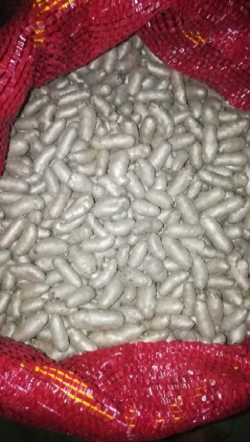 小白嘴山药豆