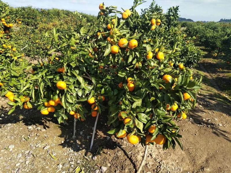 东海岸万亩柑橘蜜橘种植基地上市