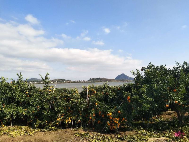 东海岸万亩柑橘蜜橘种植基地上市