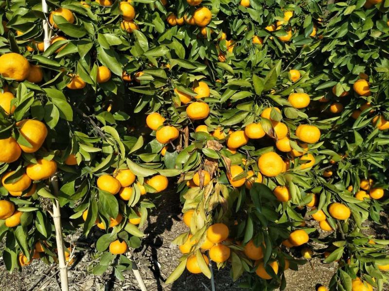 东海岸万亩柑橘蜜橘种植基地上市