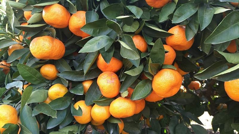 东海岸万亩柑橘蜜橘种植基地上市