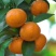 东海岸万亩柑橘蜜橘种植基地上市