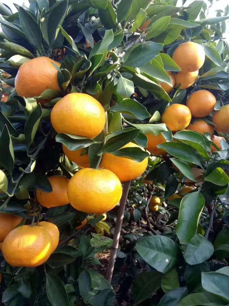 东海岸万亩柑橘蜜橘种植基地上市