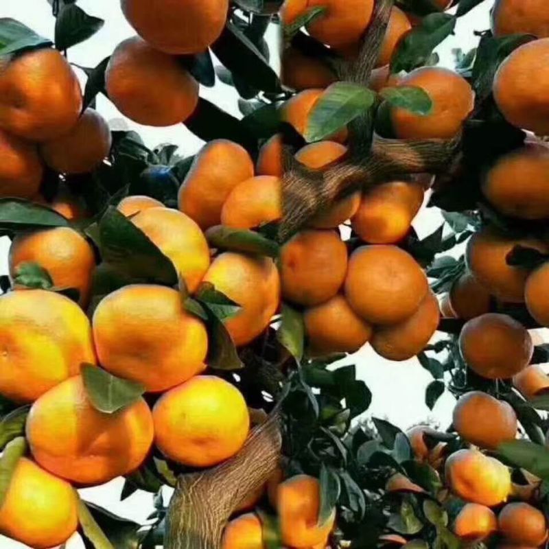 东海岸万亩柑橘蜜橘种植基地上市