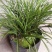 兰花惠兰春兰观赏植物家庭盆景花卉每盆至少15苗