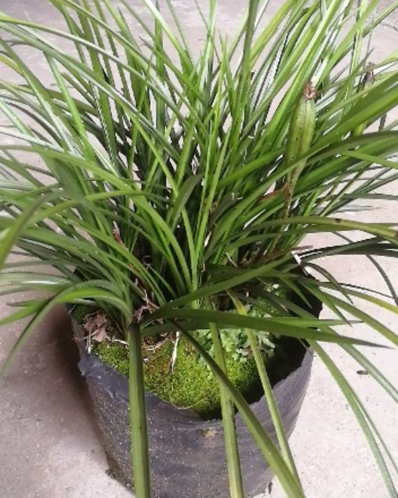 兰花惠兰春兰观赏植物家庭盆景花卉每盆至少15苗