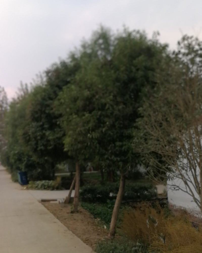看到时请说在一亩田上看到大叶绿化苗木大叶女贞树型漂亮的狠