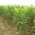 樱桃苗黑珍珠俄罗斯8车厘子基地直发甜度高个大