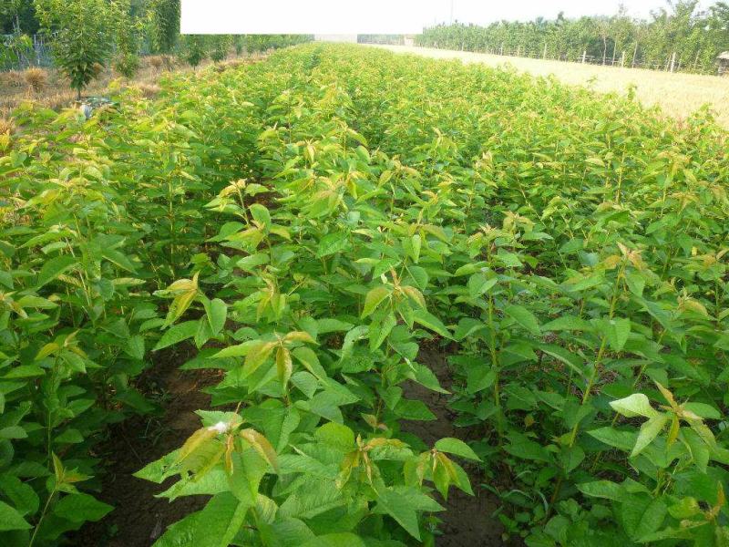 樱桃苗黑珍珠俄罗斯8车厘子基地直发甜度高个大