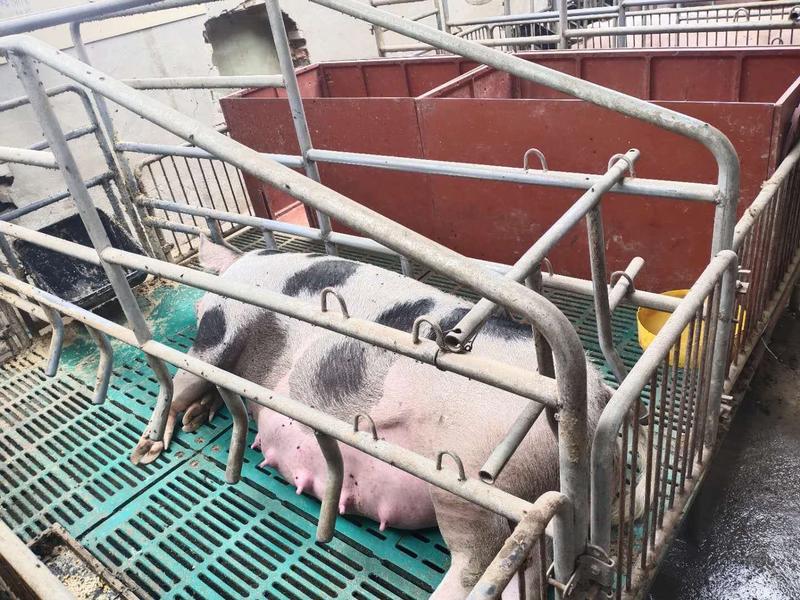 大量出售母猪淘汰母猪产地直发支持来当地视频看货