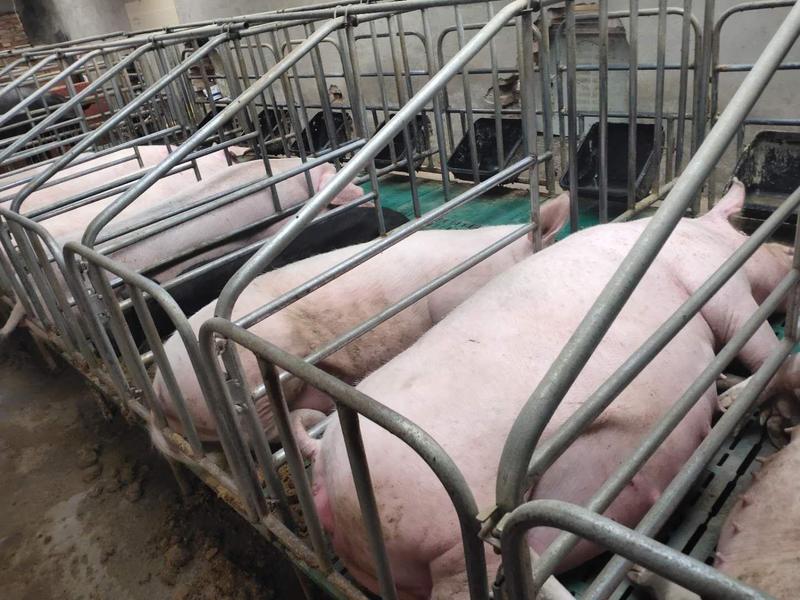 大量出售母猪淘汰母猪产地直发支持来当地视频看货
