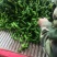 301辣椒！螺丝椒，产地直供！保质保量，精品包装！欢迎订