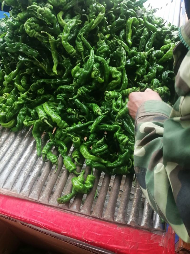 301辣椒！螺丝椒，产地直供！保质保量，精品包装！欢迎订