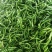 301辣椒！螺丝椒，产地直供！保质保量，精品包装！欢迎订