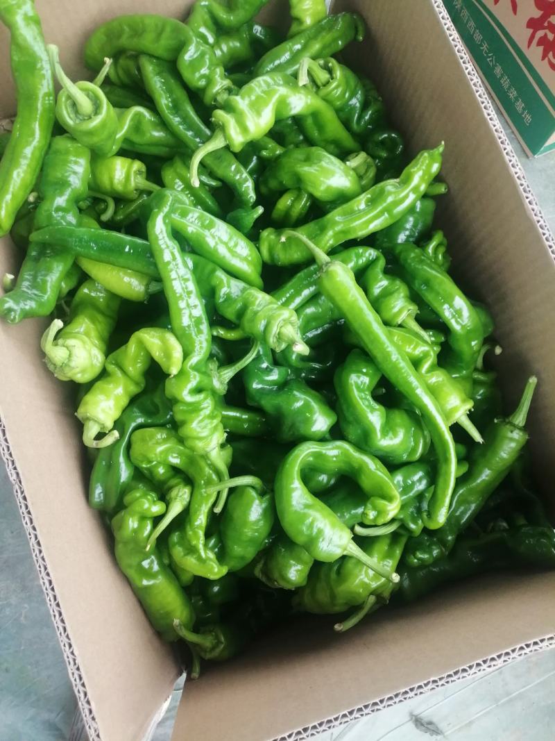 301辣椒！螺丝椒，产地直供！保质保量，精品包装！欢迎订
