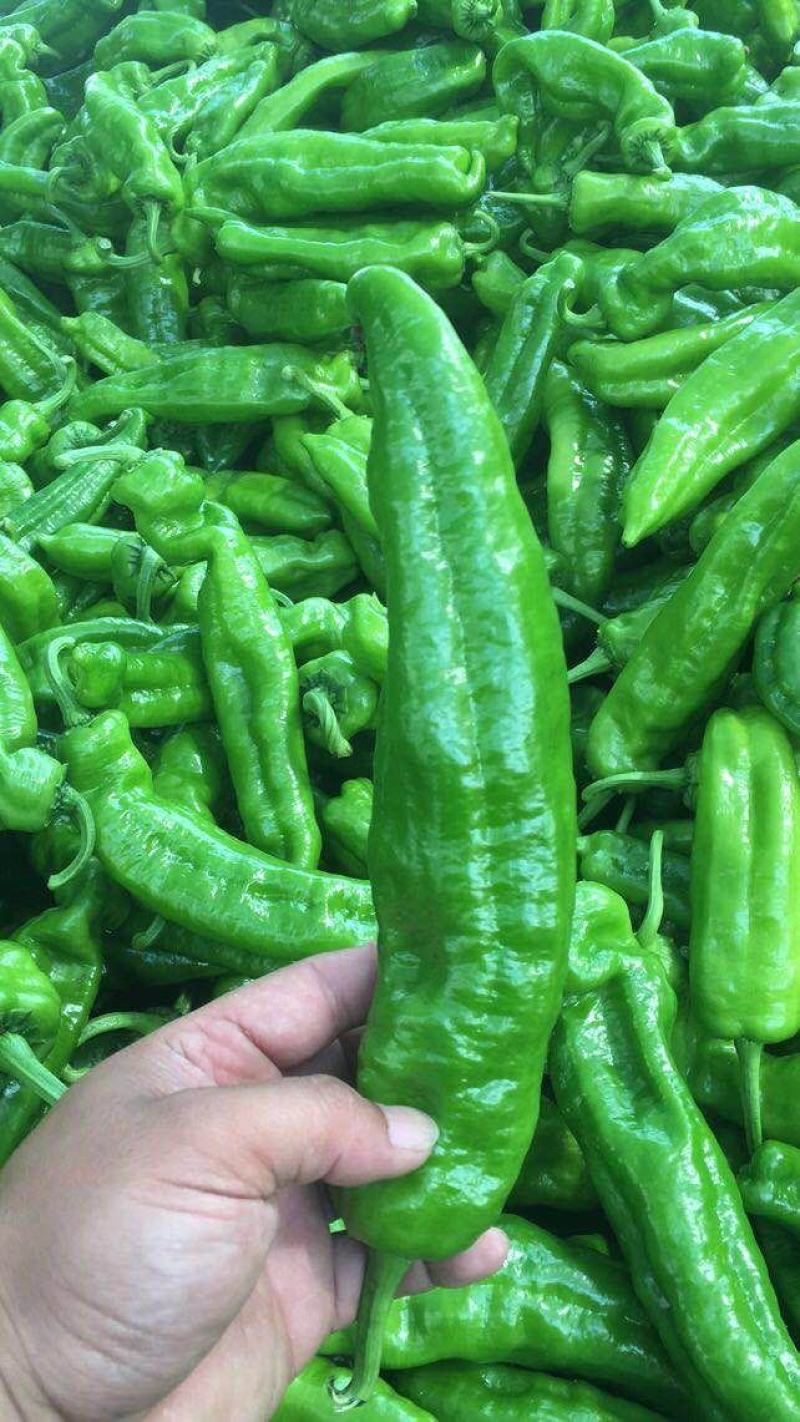 301辣椒！螺丝椒，产地直供！保质保量，精品包装！欢迎订